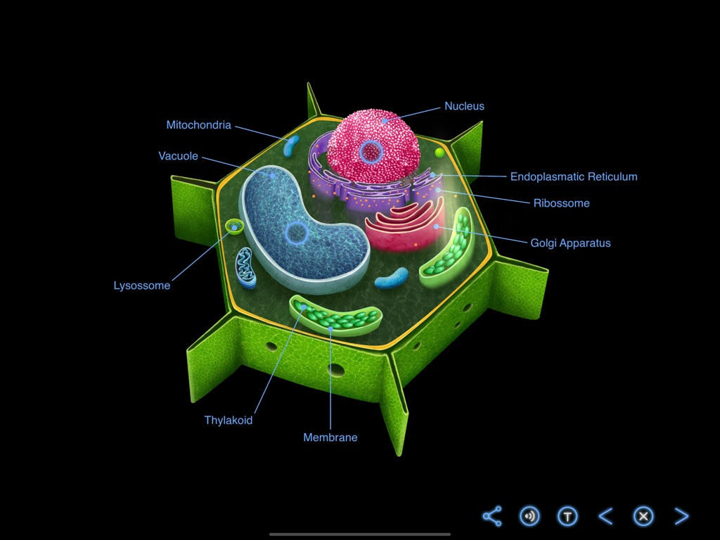 The plant Cell - Earth and Science - Earth, Space and Life Sciences - App by LANDKA ®