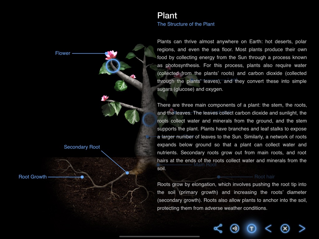 The Structure of the Plant - Earth and Science - Earth, Space and Life Sciences - App by LANDKA ®