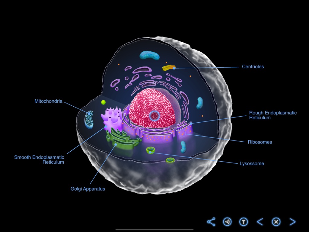 The Animal Cell - Earth and Science - Earth, Space and Life Sciences - App by LANDKA ®
