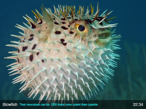 Blowfish - Live Gallery - Nature Screen Display - App by LANDKA ®